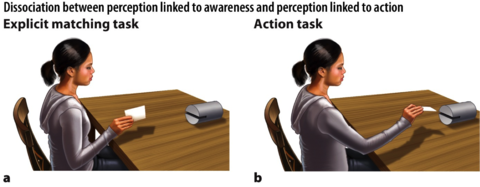 Identification vs. action in agnosia