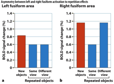 Asymmetry between left and right fusiform activation to repetition effects