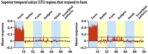 Superior temporal sulcus regions that respond to faces