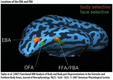Locations of face and body recognition areas