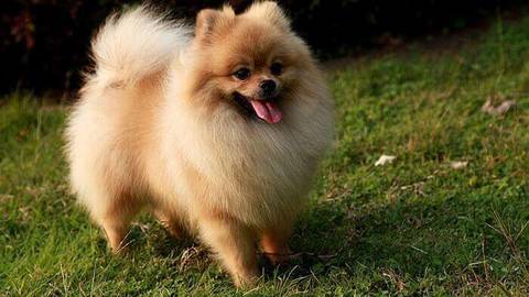 PERRO