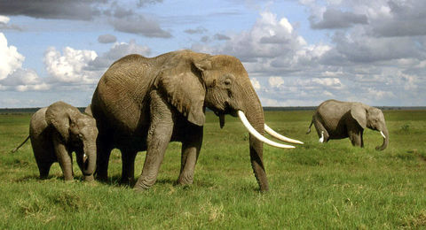 ELEFANTE