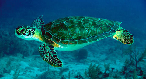 TORTUGA