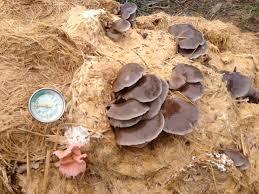 What are decomposes?