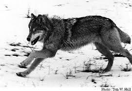What are Carnivores?