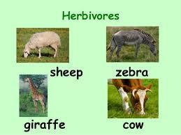 What is a Herbivore?