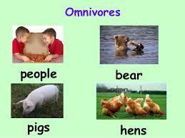 What is a Omnivore?