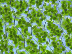 What is chlorophyll?