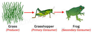 What is a secondary consumer?
