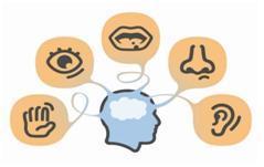 Función sensitiva Se detectan los estímulos internos y externos, donde las neuronas aferentes o sensitivas transportan la información a S...
