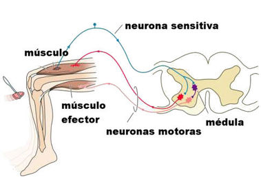 Función motora Es la respuesta que se da después de que la información sensorial ha sido integrada, y esta función es realizada por las n...