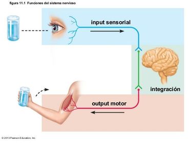 En otras palabras y, a grandes rasgos, las funciones del sistema nervioso son: Recepción, transducción y conducción de estímulos. Percepc...