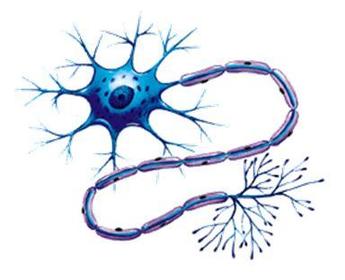 La neurona es la célula nerviosa por excelencia, pues es la unidad estructural y funcional del tejido nervioso con todas sus prolongacion...