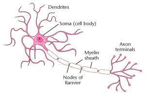 *Soma, cuerpo neuronal con núcleo grande y retículo endoplásmico rugoso (corpúsculos de Nissl) evidente; es centro metabólico de la célul...