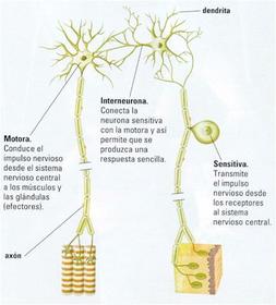 *Sensitivas o aferentes, que transmiten los impulsos desde los receptores hasta el SNC. *Motoras o eferentes, que transmiten impulsos des...