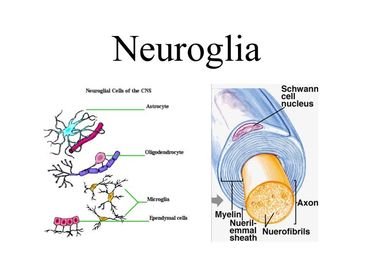 Neuroglia Son células de sostén, que no generan potenciales de acción ni forman sinapsis en ninguna forma. En SN Central: • Astrocitos. •...
