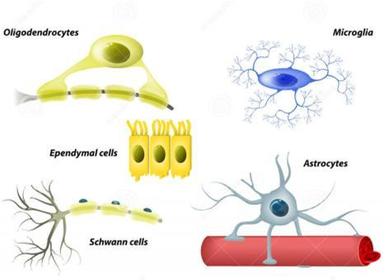 Neuroglia en sistema nervioso central *Astrocitos, son las células más grandes de la neuroglia, y forman una red donde se comunican con l...