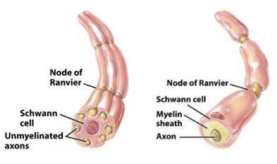 Neuroglia en sistema nervioso periférico Células de Schwann, son las células encargadas de formar la vaina de mielina en el SNP, y puede ...