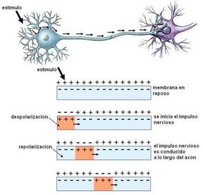 Para que el potencial de acción o impulso nervioso pueda darse se requieren 2 características básicas en la membrana celular de la neuron...