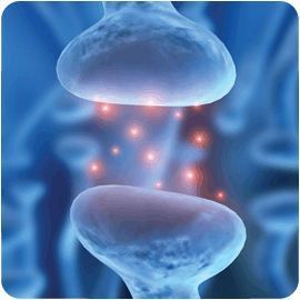 La sinapsis es la unión funcional entre 2 neuronas o entre una neurona y un efector (muscular o glandular). En la sinapsis, la neurona qu...