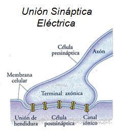 Sinapsis eléctrica, el potencial de acción se transmite directamente entre las células a través de las uniones comunicantes, volviendo la...