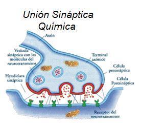 Sinapsis química, se da entre células con separaciones o hendiduras sinápticas: el potencial de acción se transmite a través de neurotran...