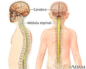 Sistema nervioso central (SNC) Conformado por: Encéfalo, en cavidad craneana. Cerebro Cerebelo Tallo cerebral Médula espinal, en conducto...