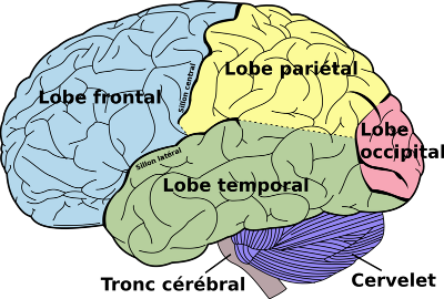 Hemisferios, superficiales; se divide en lóbulos con funciones particulares: • Lóbulo frontal (motora, prefrontal emotiva, motora del len...