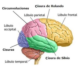 Hemisferios, presentan plegamientos o circunvoluciones y están divididos por surcos o cisuras: Cisura Interhemisférica (separa a los dos ...