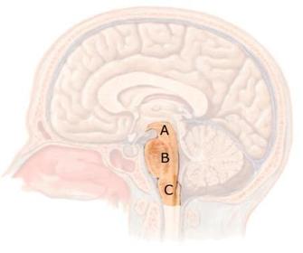 SNC – Encéfalo- Tallo cerebral. En posición antero-inferior, está conformado por: Mesencéfalo (A). Puente o Protuberancia (B). Bulbo raqu...