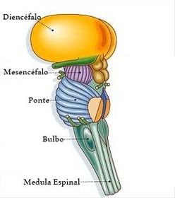 Tallo cerebral. Sus principales funciones son: * vía de paso entre medula espinal y cerebro/cerebelo. * control de funciones vitales. * s...