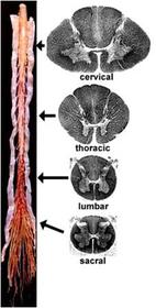 SNC - Médula espinal Localizada en los 2/3 superiores del conducto vertebral, inicia en la 1er vértebra cervical y llega hasta el espacio...