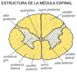SNC - Médula espinal. La sustancia gris en su interior se organiza formando astas, mientras que la sustancia blanca se organiza formando ...