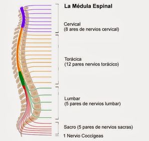 SNC - Médula espinal. Está dividida en segmentos que darán origen a los nervios espinales, que inervarán distintas regiones corporales: ...