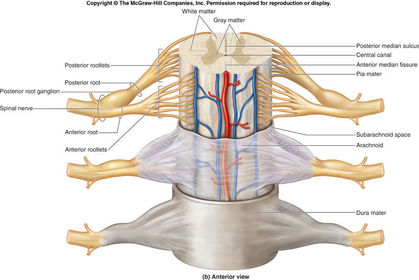 Meninges, son 3 membranas de tejido conectivo que revisten las superficies externas de los órganos del SNC, y son: Piamadre, profunda, es...