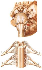 Nervios. Dependiendo de su origen son: Craneales, con origen aparente en el tallo cerebral, inervan cabeza y cuello. Son 12 pares. Espina...