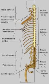 Nervios espinales. Son 31 pares, y se conocen por el segmento medular donde se originan. Se originan de la médula espinal, y sus ramifica...