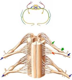 Nervios espinales. Tienen la siguiente estructura: Raíz dorsal, a partir del asta posterior, es sensitiva y presenta los ganglios espinal...