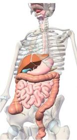 SISTEMA NERVIOSO ENTÉRICO Consiste en neuronas distribuidas a lo largo del tracto gastrointestinal, funcionando de forma casi independien...