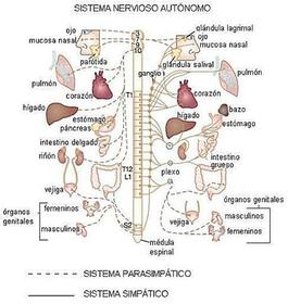 SISTEMA NERVIOSO AUTÓNOMO Consiste en neuronas sensitivas que reciben información de las vísceras y la dirigen al SNC, y neuronas eferent...