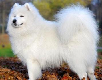 furry