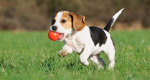 puppy