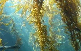 seaweed