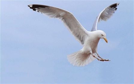 seagulls