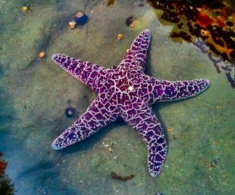 starfich
