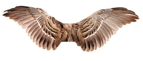 whings