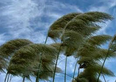 wind