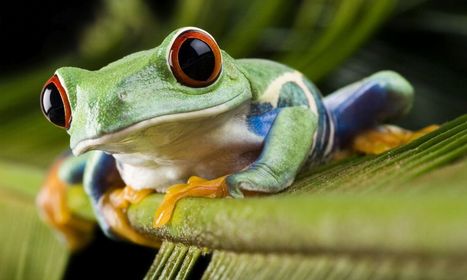 Frog