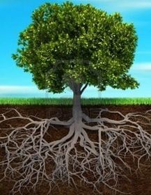 Roots