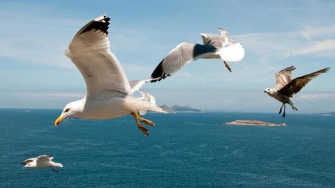 seagulls